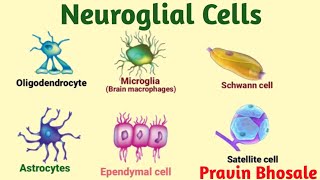 Neuroglial cells  Glial cells  Oligodendrocytes  Microglia  Astrocytes  Ependymal Schwann cells [upl. by Hsepid]