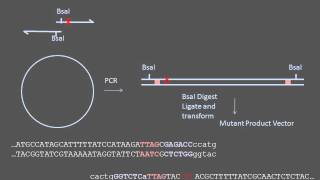 Sitedirected Mutagenesis [upl. by Haveman]