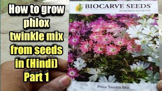 How to grow phlox twinkle mix from seeds Part 1 in HINDI [upl. by Bathsheb]