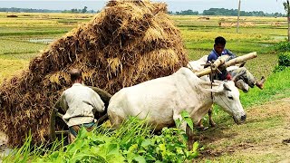 Bullock carriage cart accident with full load  Stuck with loaded paddy  Village Agriculture [upl. by Columbus]