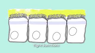 Cell Junctions for Anatomy and Physiology  Gap Cadherens Adherens Anchoring Tight Desmisomes [upl. by Itak959]