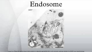 Endosome [upl. by Irish]