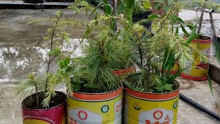 Reporting of cedrus deodara in home Simple and easy method Tree [upl. by Reinold]