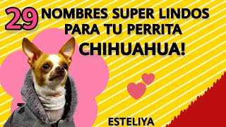 29 NOMBRES PARA TU PERRITA CHIHUAHUA TE ENCANTARÁN [upl. by Uno371]