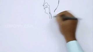 How to Draw Esophagus [upl. by Tull306]