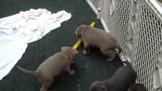 Silverwaterlabs 4week old pups silver and charcoal Labradors playing on the deck [upl. by Simah825]