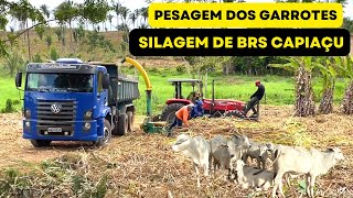 Dia de muito trabalho  Pesagem dos Garrotes e Silagem do BRS CAPIAÇU [upl. by Ynattir601]