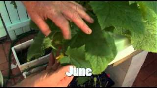 Aquaponics The First 12 Months DVD [upl. by Rahm]