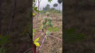 Ricinus communis  Castor oil plant [upl. by Maag]