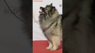 Quick Keeshond Facts  The Peoples Dog of the Netherlands  Animal a Day K Week shorts [upl. by Bernardina675]