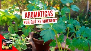 TOP 10 ERRORES MAS COMUNES CULTIVO HIERBAS AROMATICAS [upl. by Tilford]