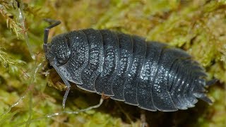 Are Wild Isopods Safe to Use in a Bioactive Terrarium [upl. by Enneibaf546]