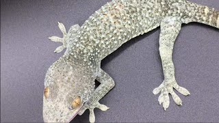 Unboxing INSANE Tokay Gecko Morph [upl. by Anyrtak85]