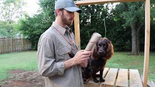 Force Fetching your Boykin Spaniel Training Tula 005 [upl. by Hcurob]