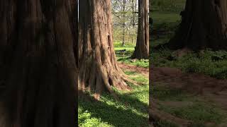 110 ft tall Dawn Redwoods at Morris Arboretum in Philadelphia [upl. by Vachell]