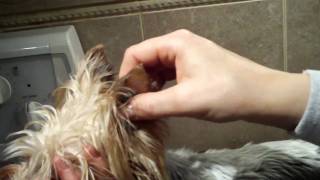 Taping Yorkie ears [upl. by Zenger]