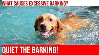 Stop Excessive Barking in Dogs Learn Effective Strategies [upl. by Eittik]