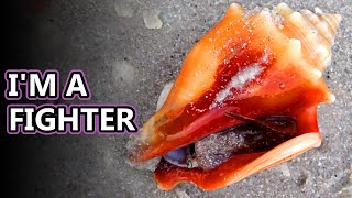 Conch facts snails with attitude  Animal Fact Files [upl. by Iredale]