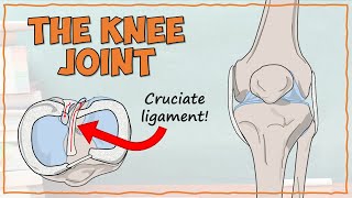 DETAILED Anatomy of the Knee Joint [upl. by Semreh70]