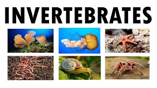 The Invertebrates Science 6 [upl. by Nelsen924]