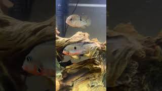 Firemouth cichlid pair Vs Jewel cichlid pair [upl. by Fari]