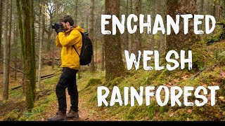 Photographing a Rainforest in Wales REALLY [upl. by Elyr638]