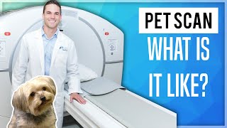 PET Scan What Is It Like 2020 [upl. by Isbel176]