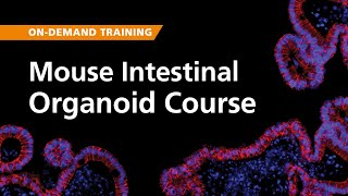 OnDemand Training Mouse Intestinal Organoids [upl. by Modie]