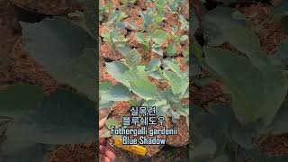 실목련 블루쉐도우 Fothergalli gardenii Blue shadow [upl. by Cynde]