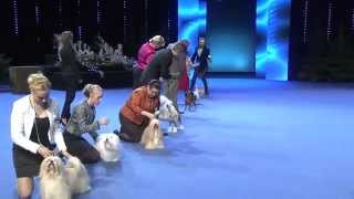 Voittaja 2014 koiranäyttely  ryhmäkilpailut ja Best in Show [upl. by Lussier]