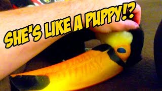 How to Tell When a Toucan Wants To Be Pet LIKE A PUPPY [upl. by Oidiple815]