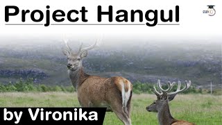 What is Project Hangul Facts about Kashmir Red Stag and its conservation efforts UPSC IAS [upl. by Hoes]