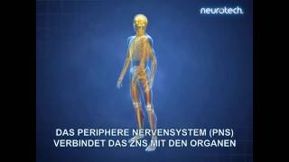 Grundlagen 1 Das Nervensystem ZNS PNS neurotech [upl. by Eiraminot]