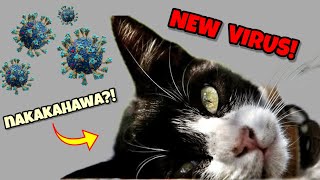 MAY BAGONG VIRUS NA NAMAN BAKA MAHAWAAN ANG PUSA MO ANONG DAPAT GAWIN newvirus [upl. by Sivad]