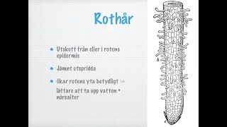 Roten Hur växten tar upp vatten och närsalter [upl. by Libnah]