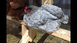 Chicken Roosting Bars DIY  Full Construction Details [upl. by Sidky]