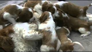 Welsh Springer Spaniel Kennel Aandacht Nest i week 4 [upl. by Ji]