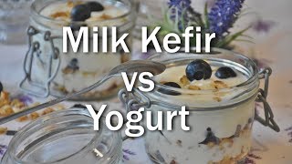 Milk Kefir vs Yogurt [upl. by Tinor]