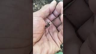 Long Horn Beetle  Beetle salagubang viral shorts [upl. by Averell]