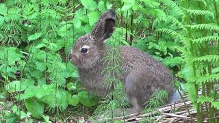 Mountain hare 🐰 Metsäjänis  Schneehase Lepus timidus Заяцбеляк Skogshare 雪兔 قواع جبلي Rabbit Jänis [upl. by Curzon423]