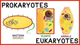 Prokaryotes and Eukaryotes Compare and Contrast [upl. by Pinzler]