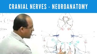 Cranial Nerves  Neuroanatomy [upl. by Renault]