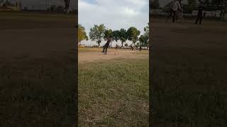 lofted flick shot cricket cricketlovecricket viratkohli cricketlife [upl. by Yemar761]