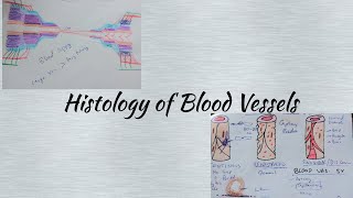 Histology of blood vessels laiq hussain [upl. by Nodearb]