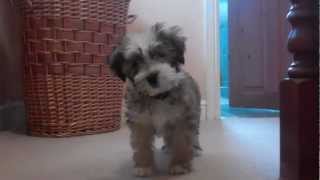 Tibetan Terrier Puppy [upl. by Ahsenyt]