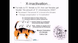 X inactivation [upl. by Gnek537]