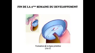 EMBRYOLOGIE La 2 deuxième semaine du developpement [upl. by Karia196]