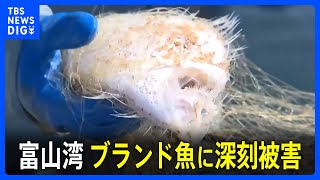 ブランド魚に深刻な被害 能登半島地震あとに富山湾で小エビ異常発生【現場から、】｜TBS NEWS DIG [upl. by Milena207]