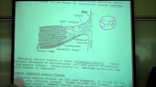 BIOLOGY LAB THE CELL CYCLE amp MITOSIS by Professor Fink [upl. by Stauffer918]