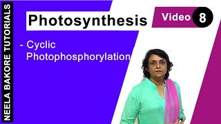 Photosynthesis  NEET  Cyclic Photophosphorylation  Neela Bakore Tutorials [upl. by Nedrob]